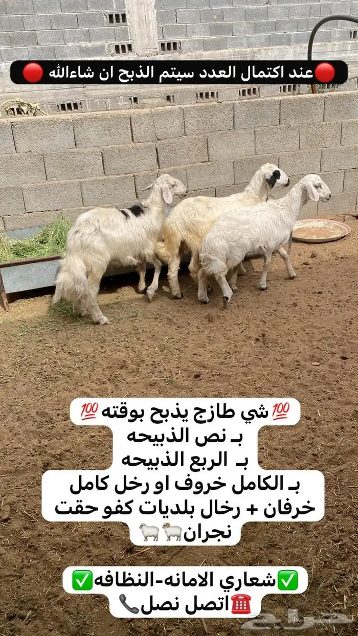 خروفين ورخب بلديات كفو 0