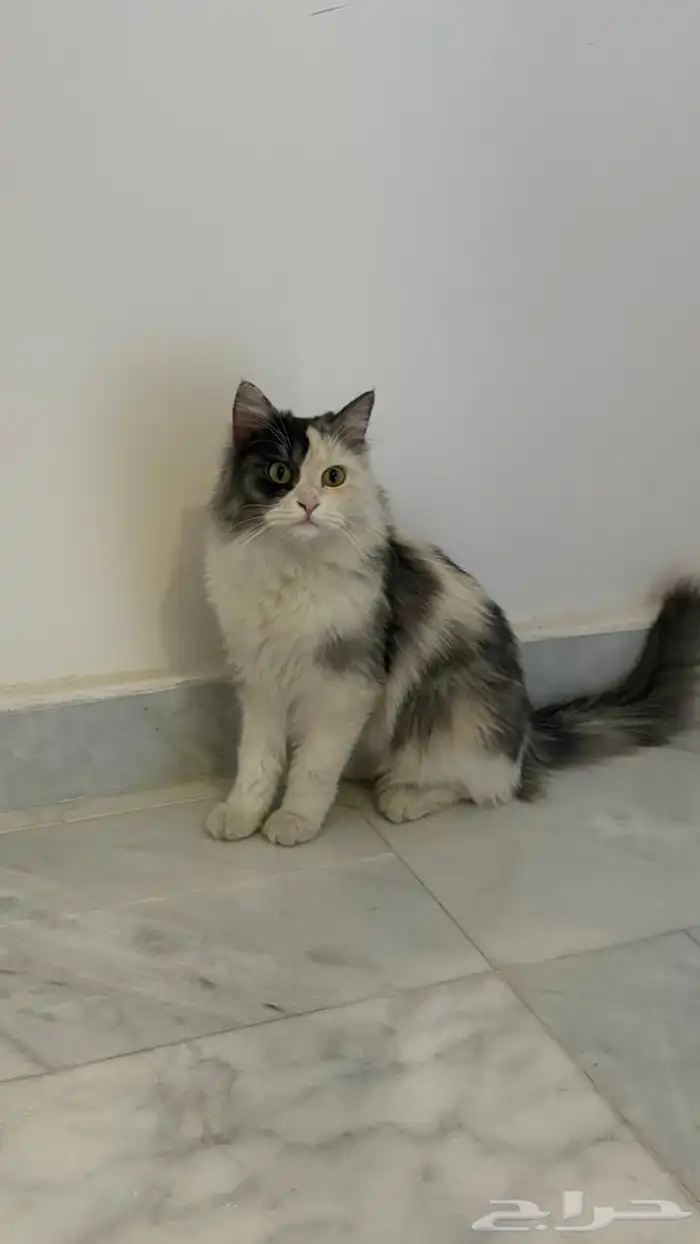 قطه اليفه للتبني 1