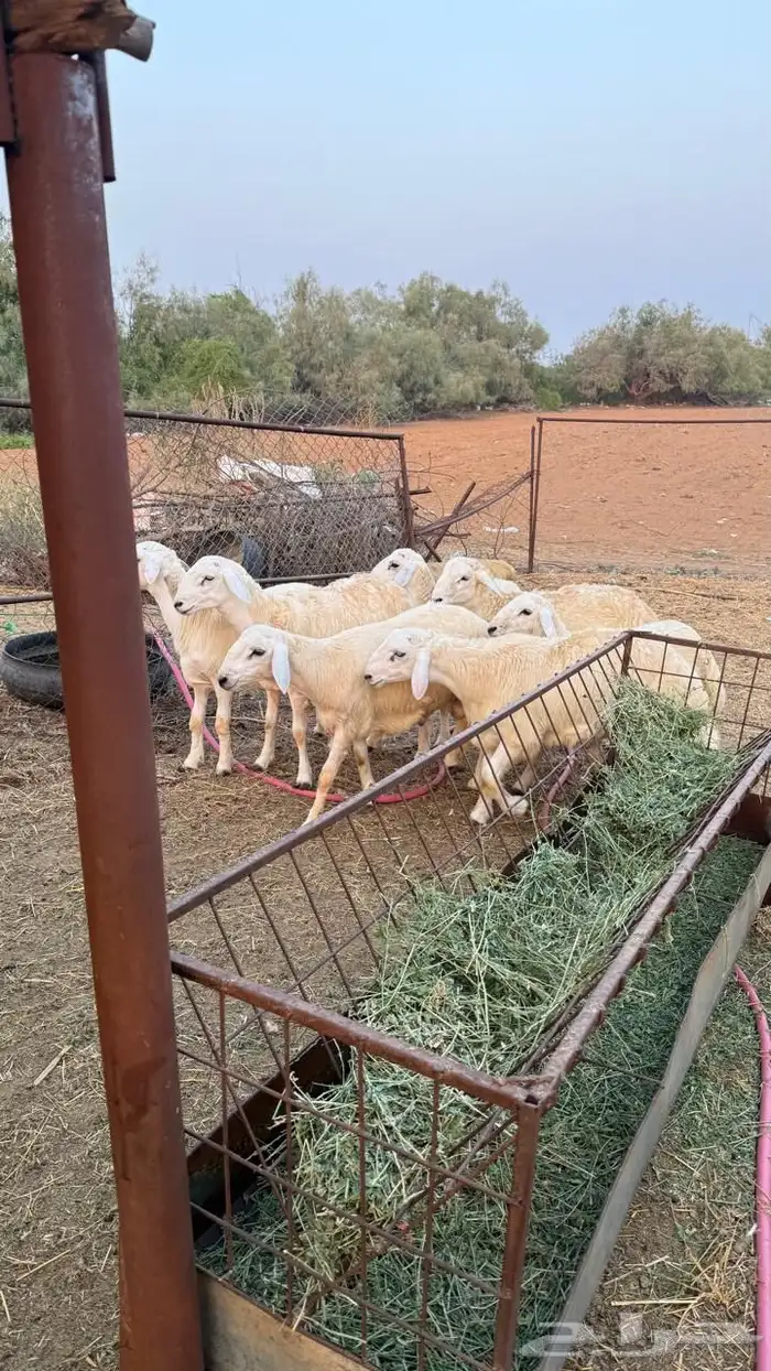 طليان حري ذبايح طيبه للبيع 3