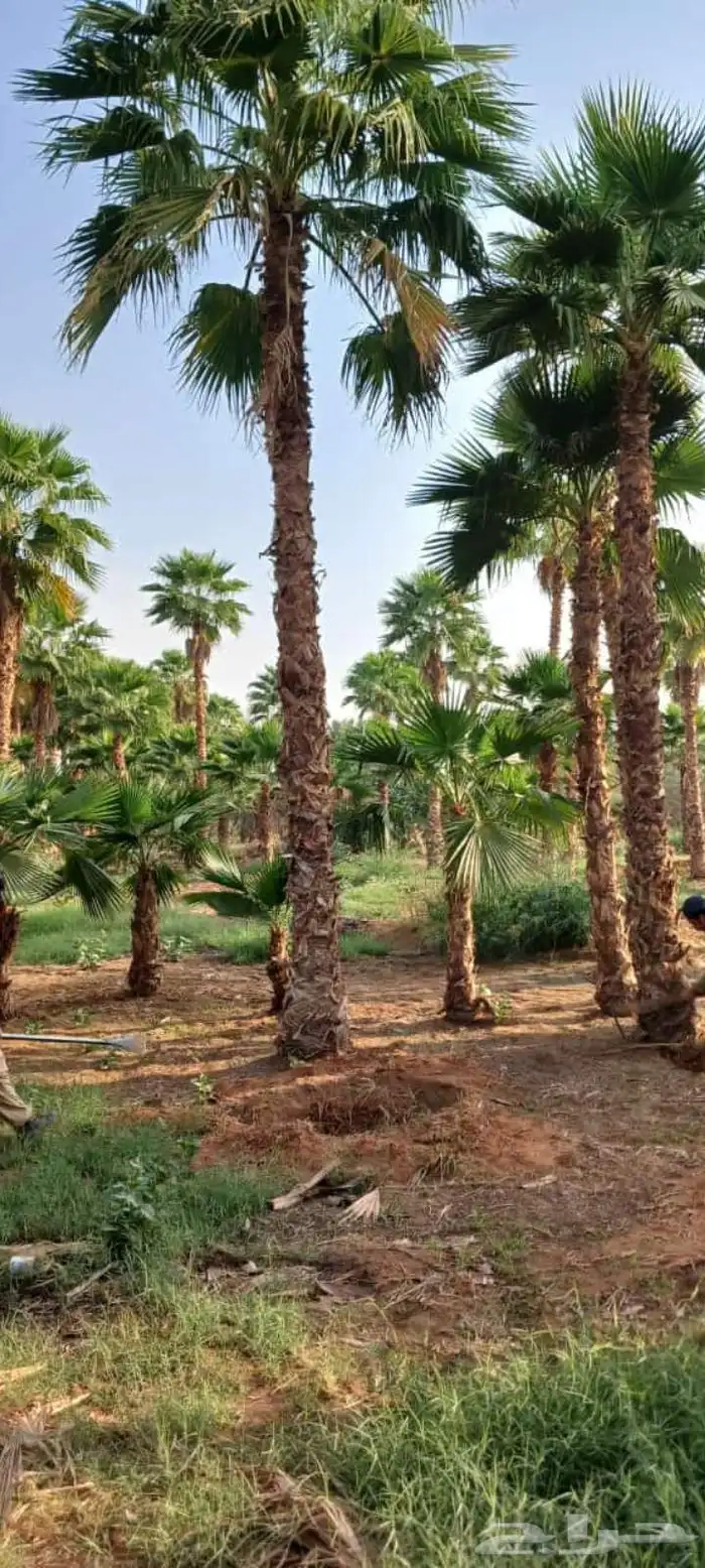 النخل واشنطونياء زينه للبيع 2