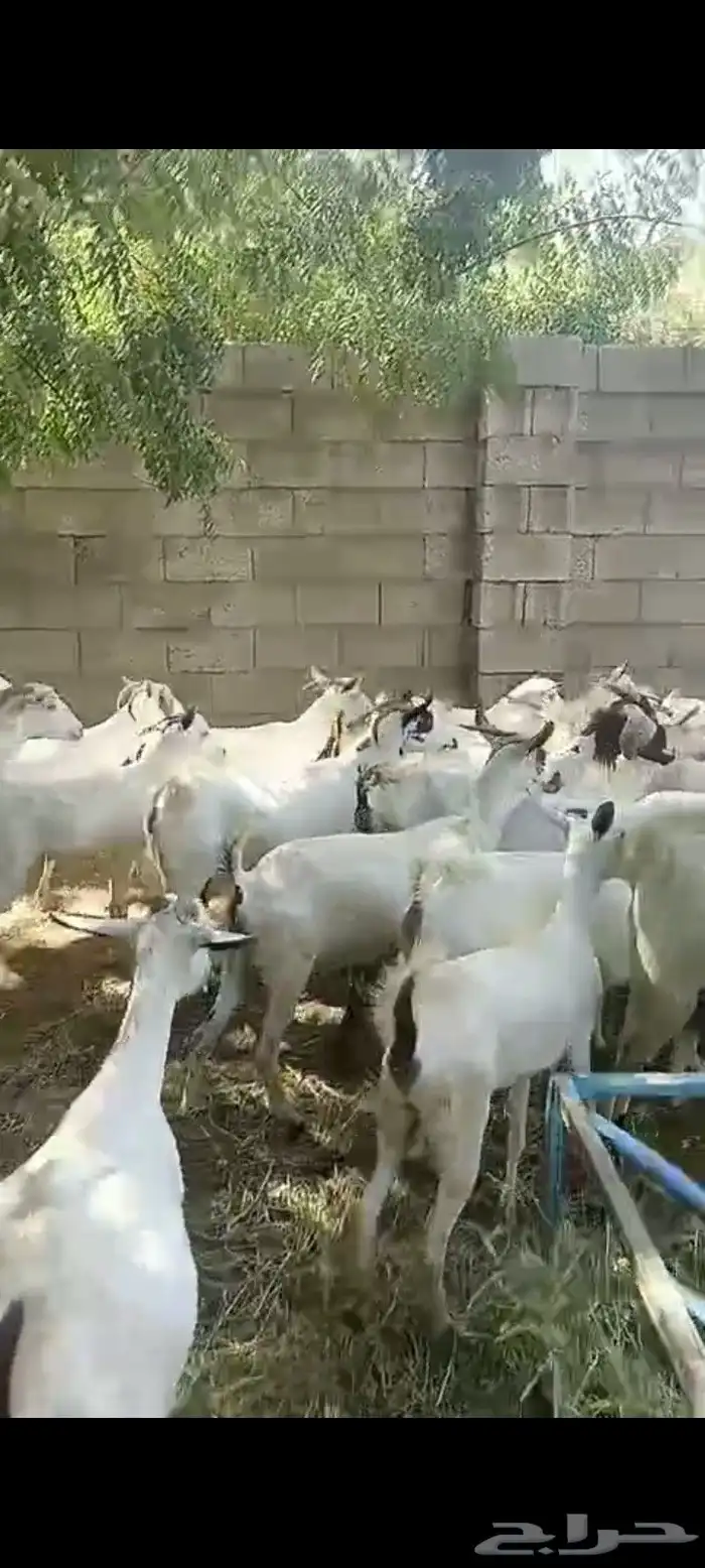 غنم ماعز بلدي قرايب دفيع على شرط العدد 20 راس مراح واحد ماشا 12