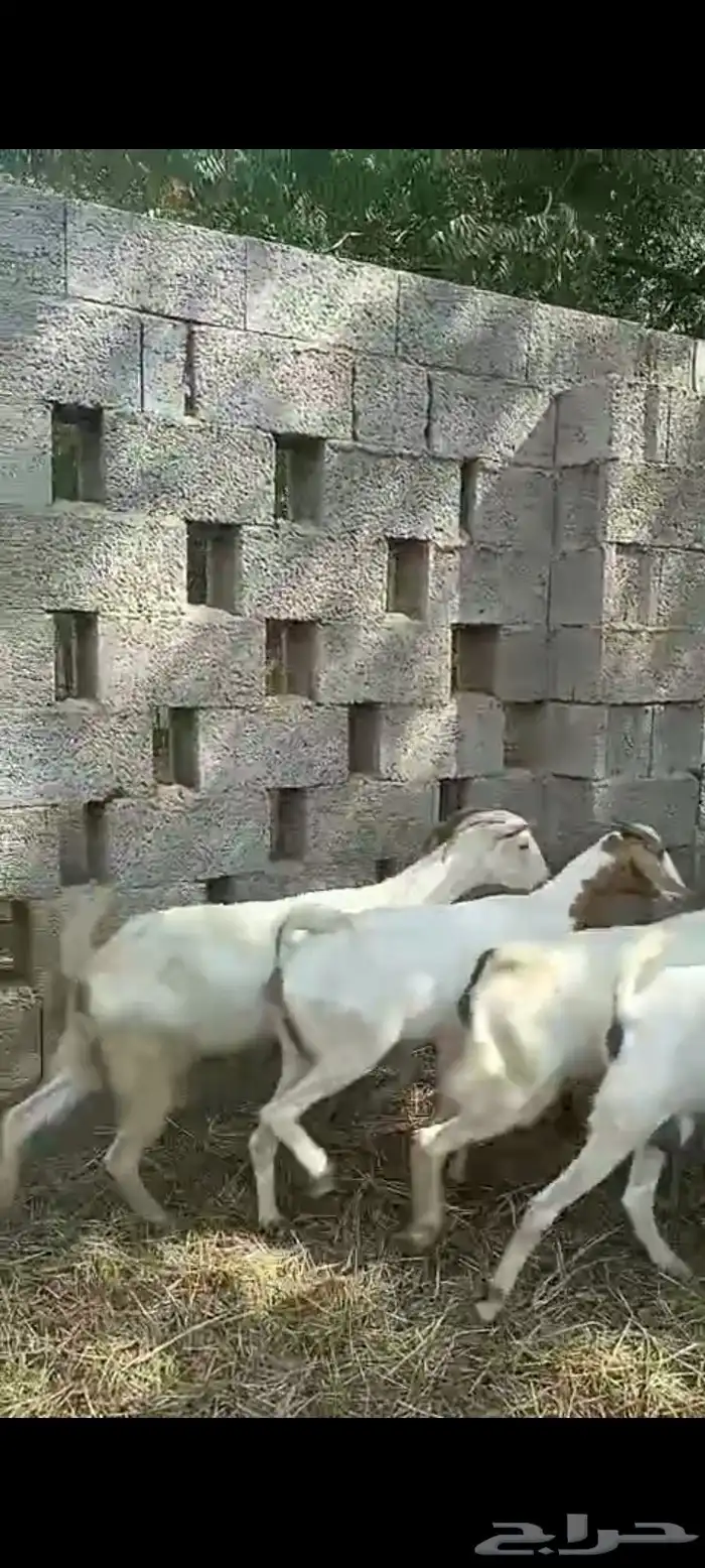 غنم ماعز بلدي قرايب دفيع على شرط العدد 20 راس مراح واحد ماشا 13