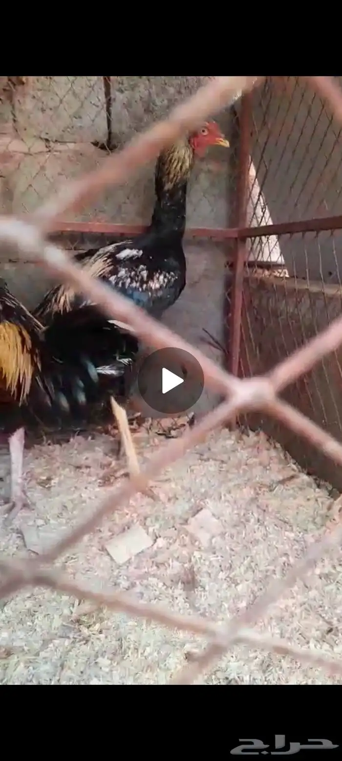 دجاج باكستاني 2