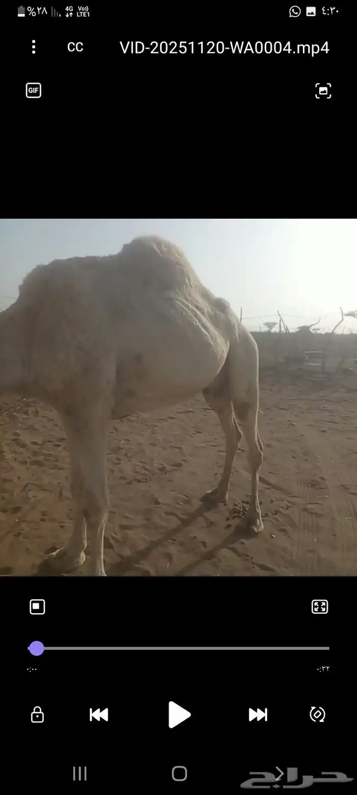 ناقه خلفه مسوح هديه على جميع الشروط منيحه يحلبها الورع 0