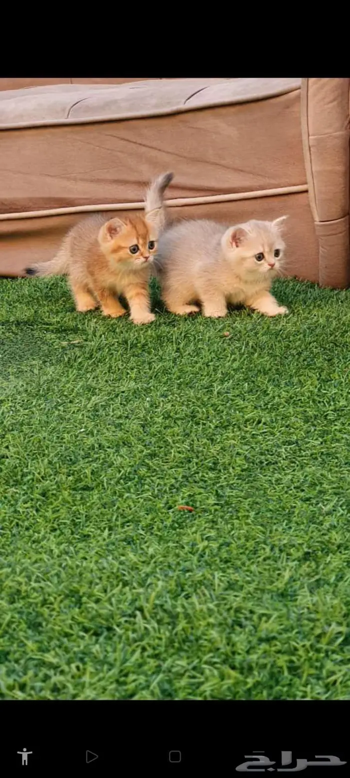 قطط برتش بيور للبيع 5