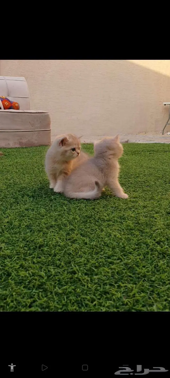 قطط برتش بيور للبيع 6