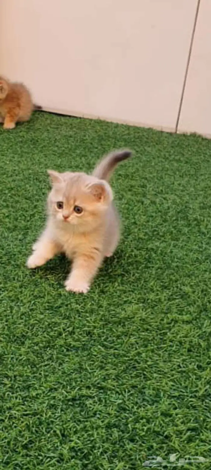 قطط برتش بيور للبيع 0