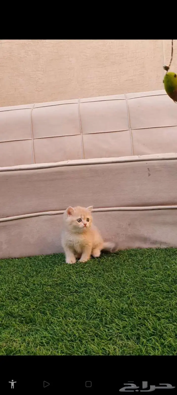 قطط برتش بيور للبيع 11