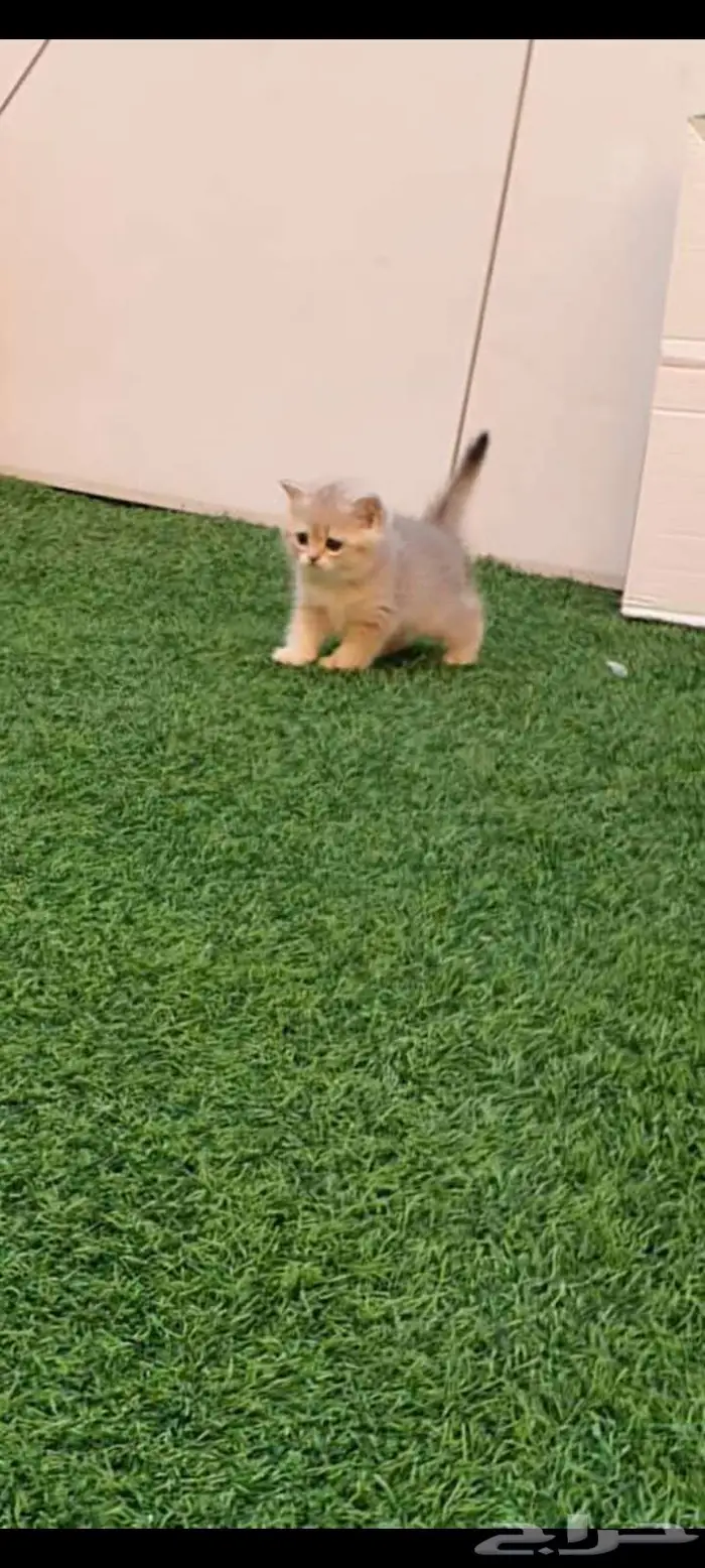 قطط برتش بيور للبيع 10