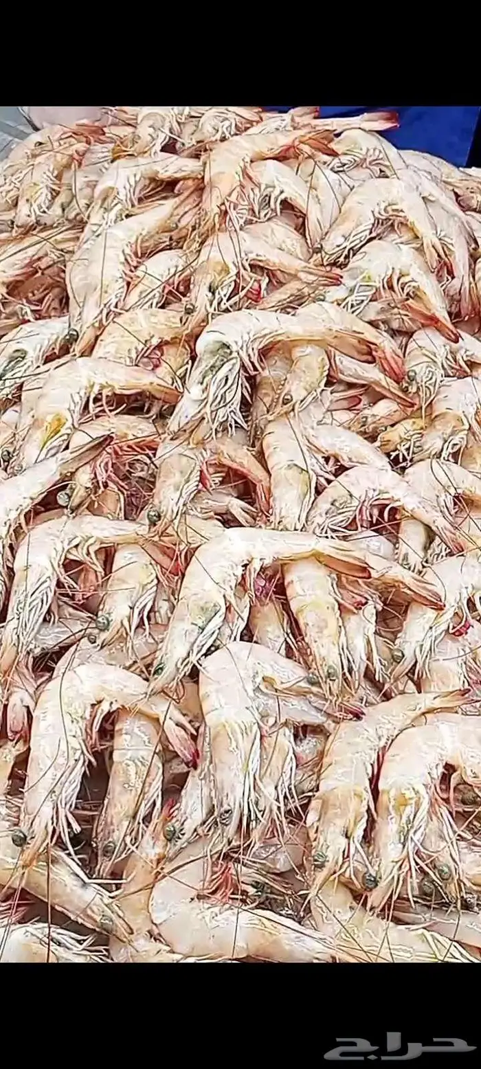 اسماك اليوم طازه 0