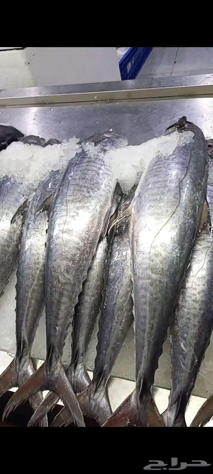 اسماك اليوم طازه 1