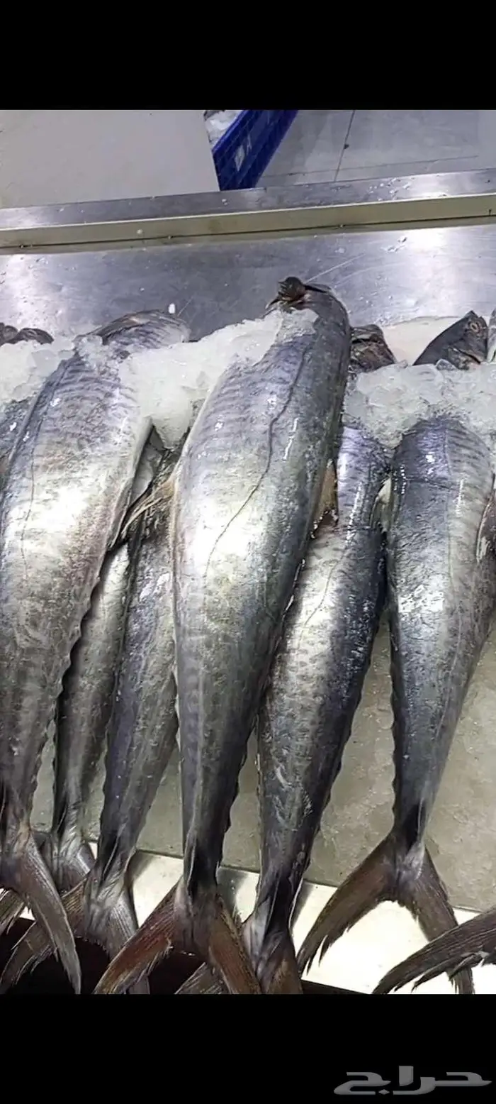 اسماك اليوم طازه 4