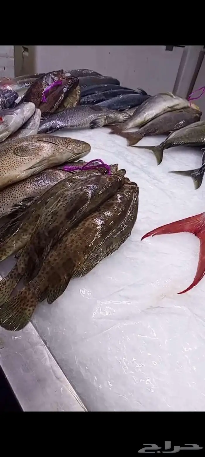 اسماك اليوم طازه 6