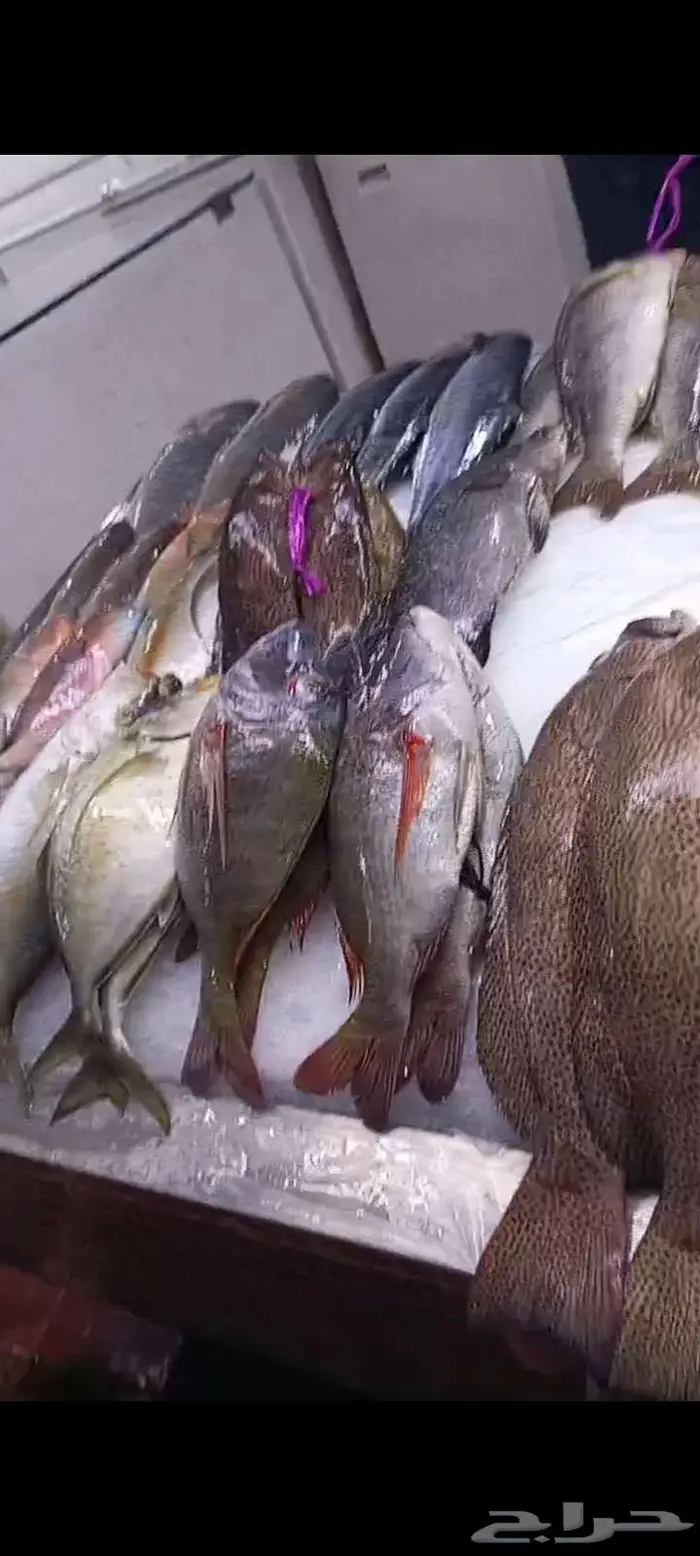 اسماك اليوم طازه 7