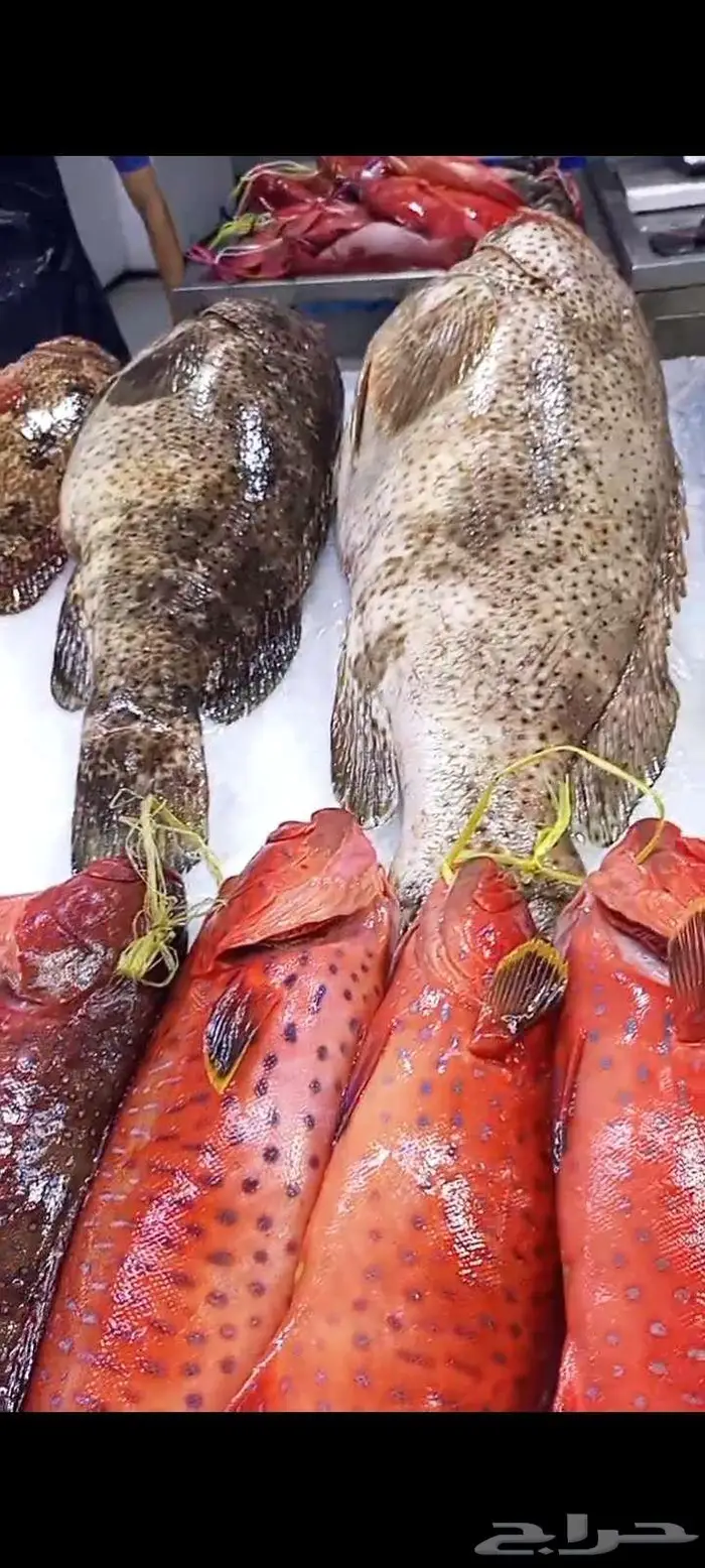 اسماك اليوم طازه 8