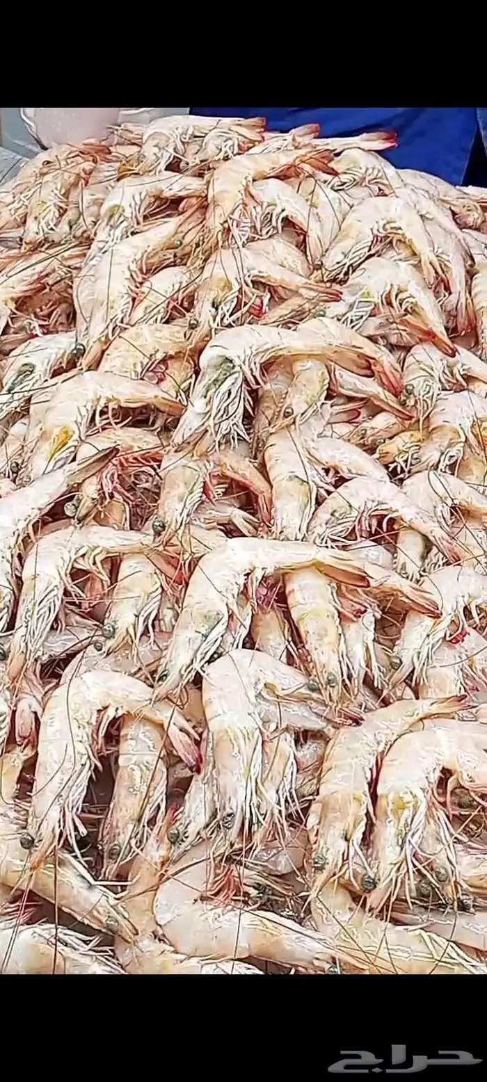 اسماك اليوم طازه 9