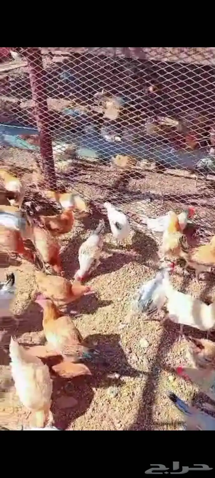 دجاج من 4 إلى 5 شهور 1