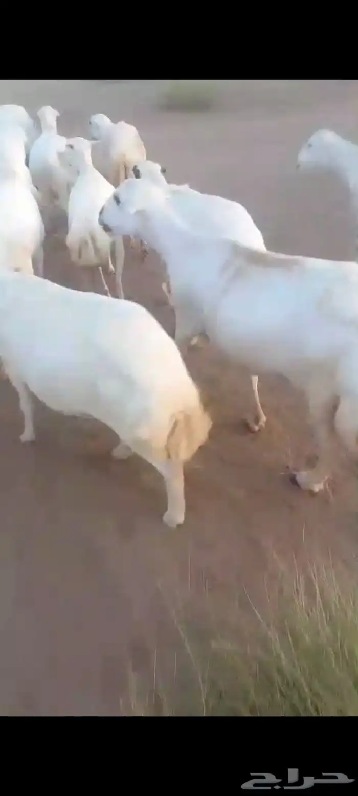 ضان رفيديات العدد 90 منهم 10 ولدت والباقي قرايب دفيع على شرط 8