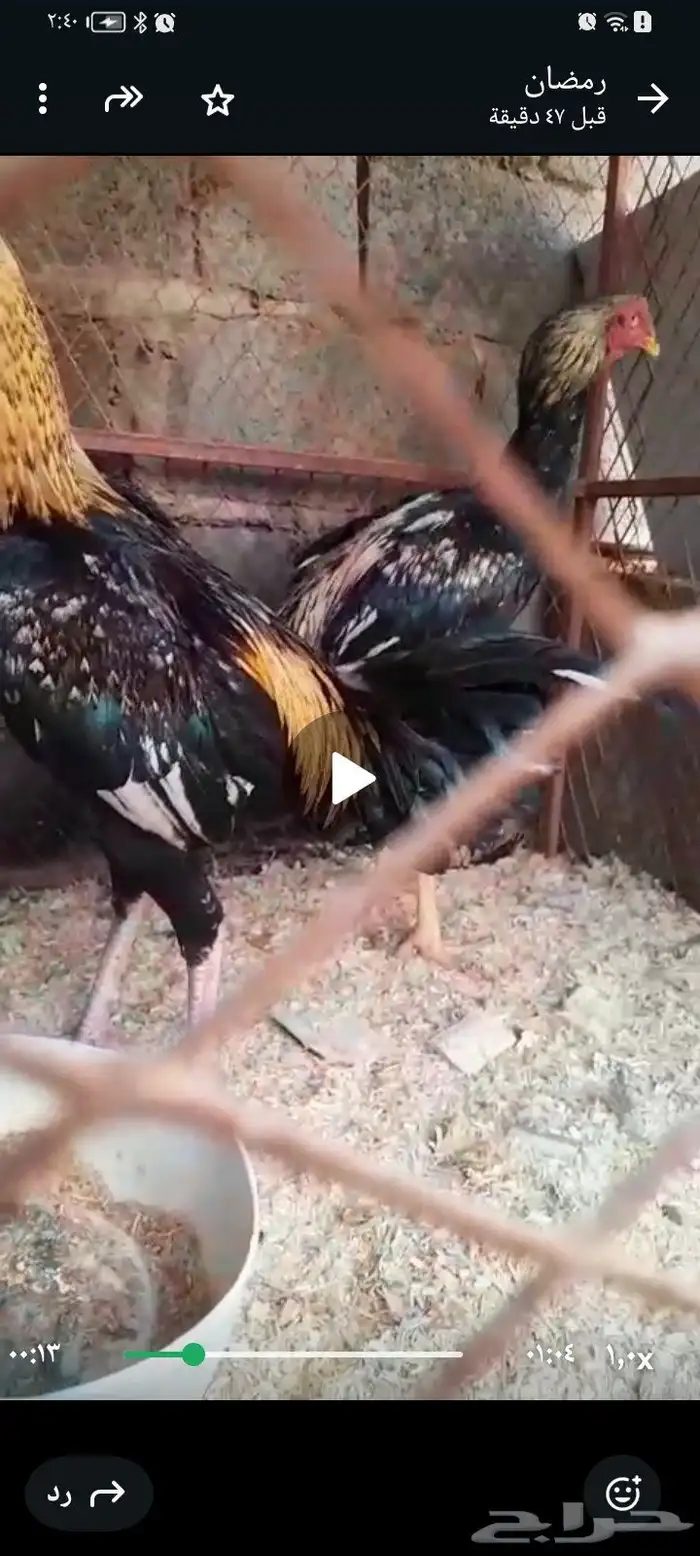 دجاج باكستاني 0