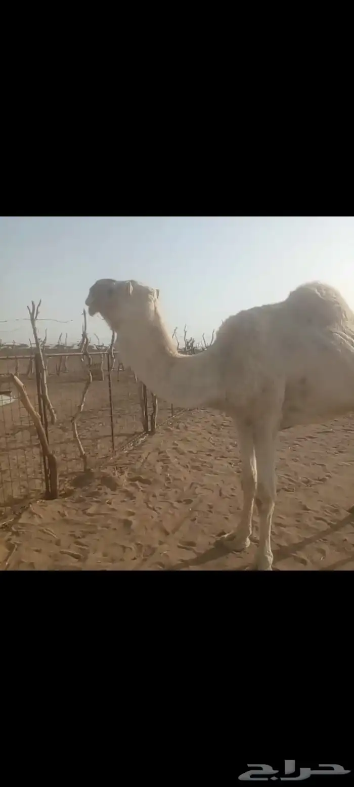 ناقه خلفه مسوح هديه على جميع الشروط منيحه يحلبها الورع 1