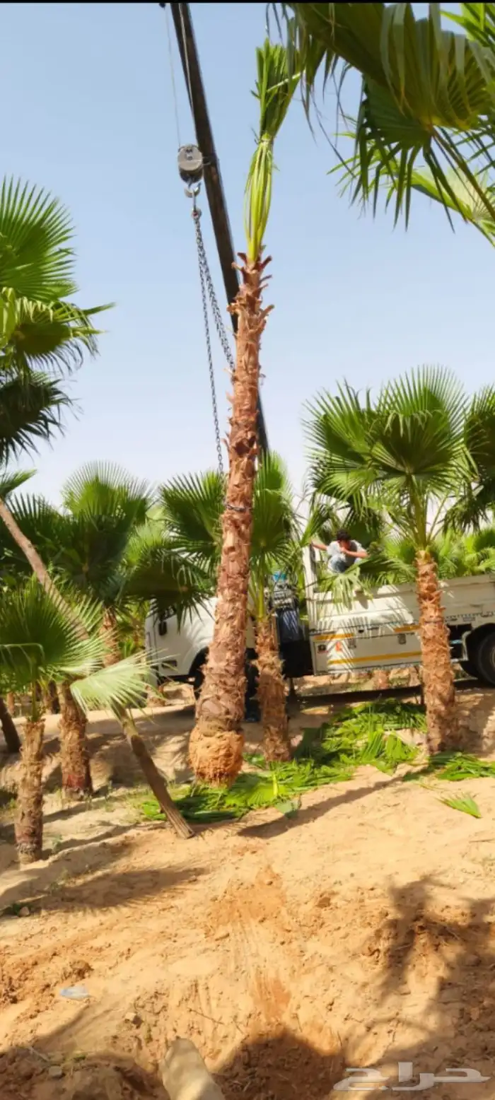 النخل واشنطونياء زينه للبيع 1