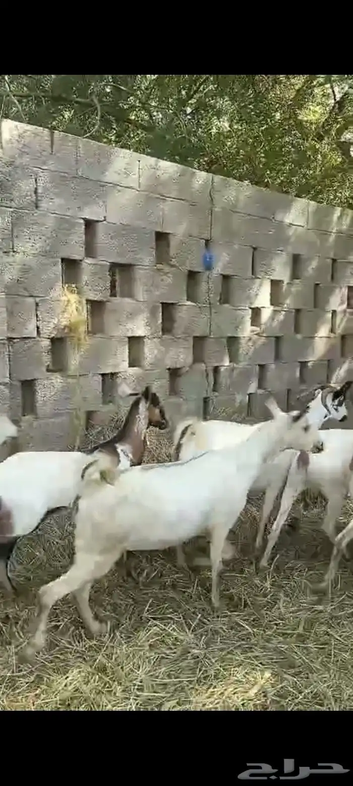 غنم ماعز بلدي قرايب دفيع على شرط العدد 20 راس مراح واحد ماشا 10