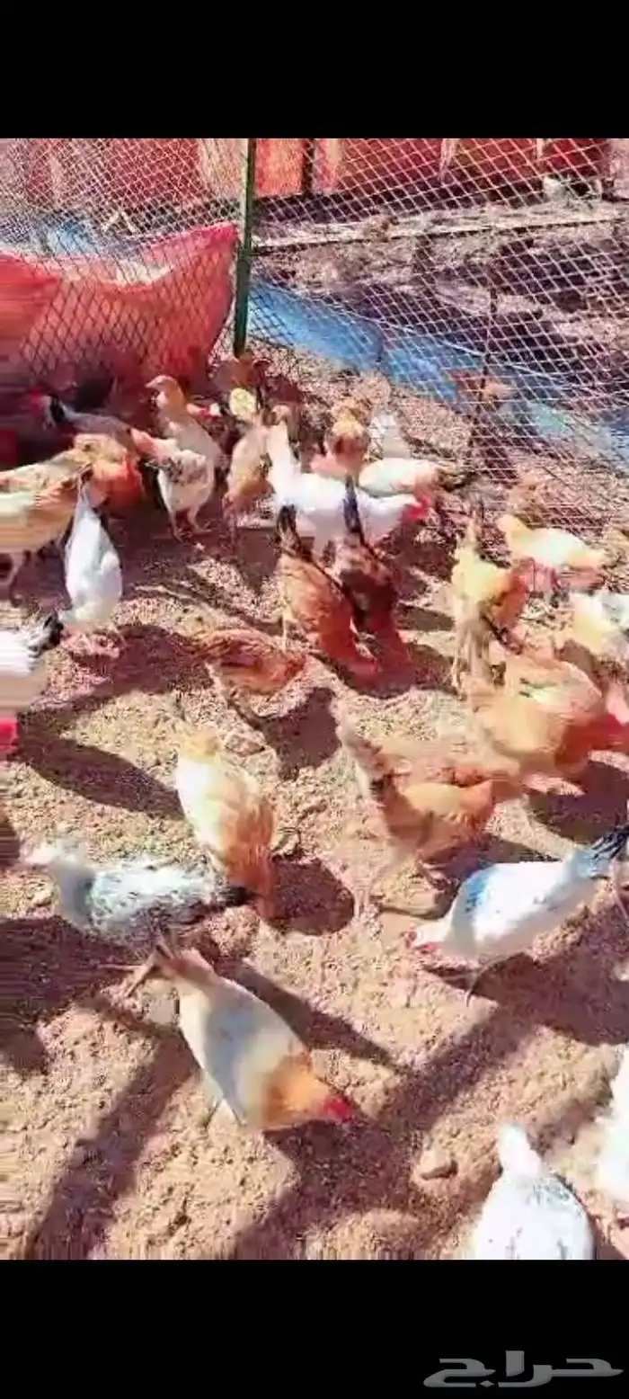 دجاج من 4 إلى 5 شهور 0