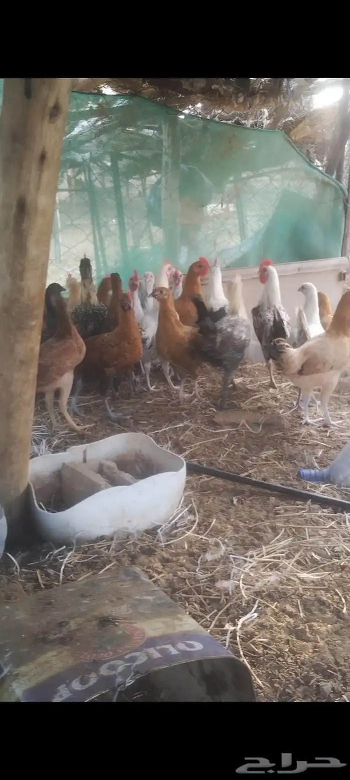 دجاج بوالدي 0