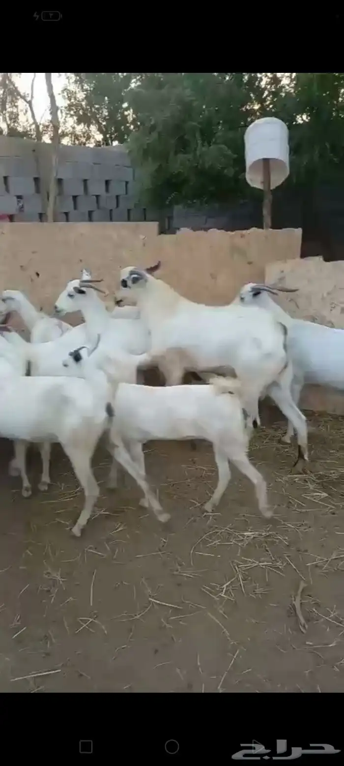 غنم ماعز بلدي قرايب دفيع على شرط العدد 20 راس مراح واحد ماشا 7