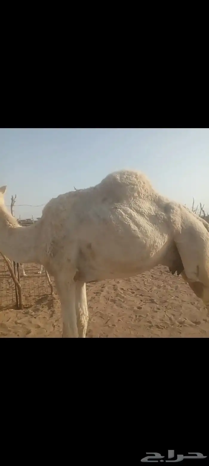 ناقه خلفه مسوح هديه على جميع الشروط منيحه يحلبها الورع 2