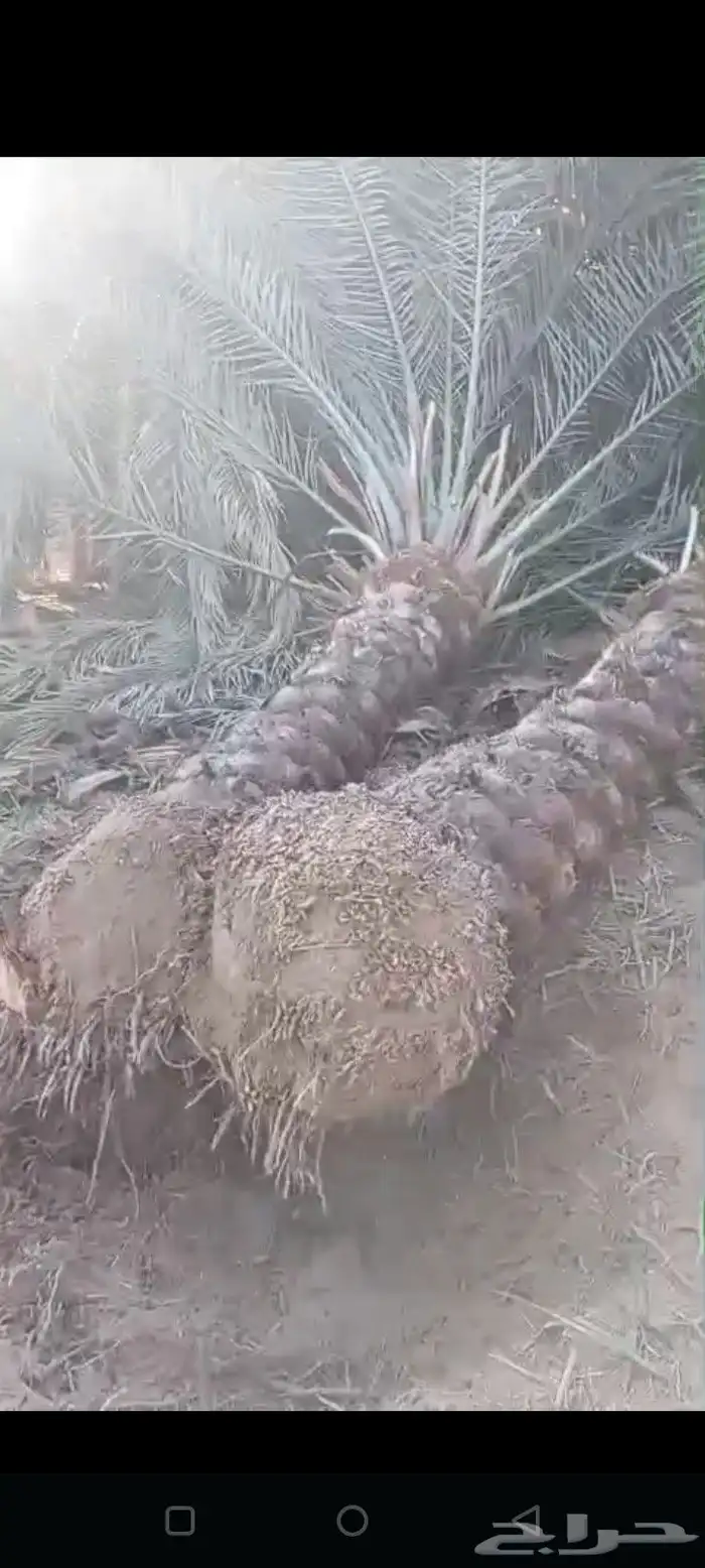 يتوفرلديناجميع انواع النخيل المثمرونخيل الزينه ولوشنطن ولمجذ 5