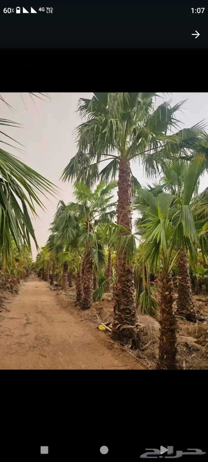 النخل واشنطونياء زينه للبيع 8