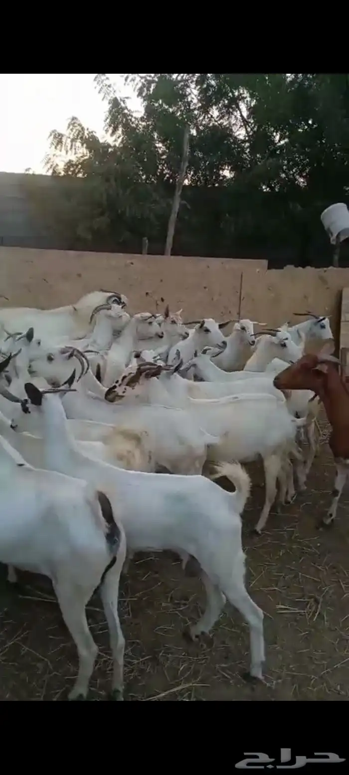 غنم ماعز بلدي قرايب دفيع على شرط العدد 20 راس مراح واحد ماشا 4