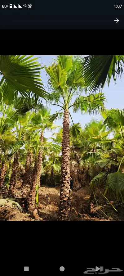 النخل واشنطونياء زينه للبيع index