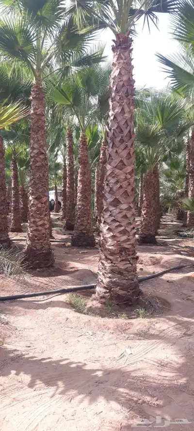 النخل واشنطونياء زينه للبيع index