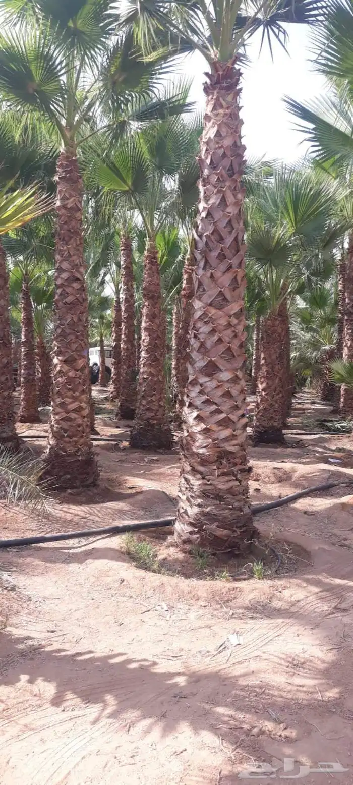 النخل واشنطونياء زينه للبيع 6