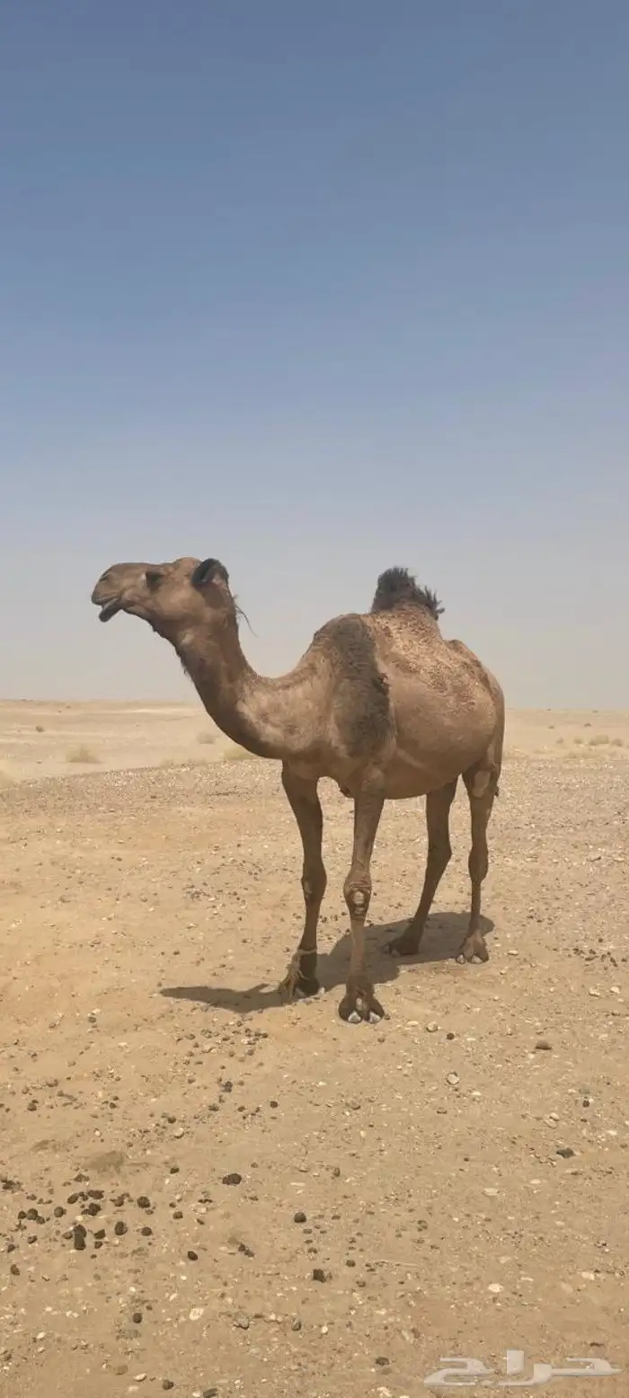 السلام علي م ورحمة الله وبركاته 0