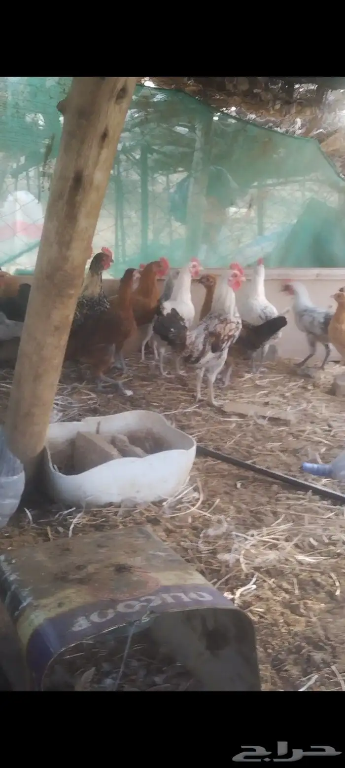 دجاج بوالدي 1