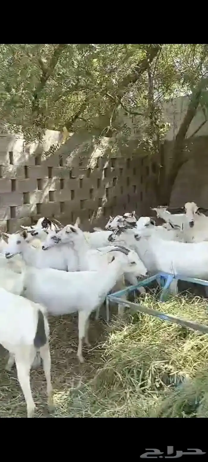 غنم ماعز بلدي قرايب دفيع على شرط العدد 20 راس مراح واحد ماشا 9