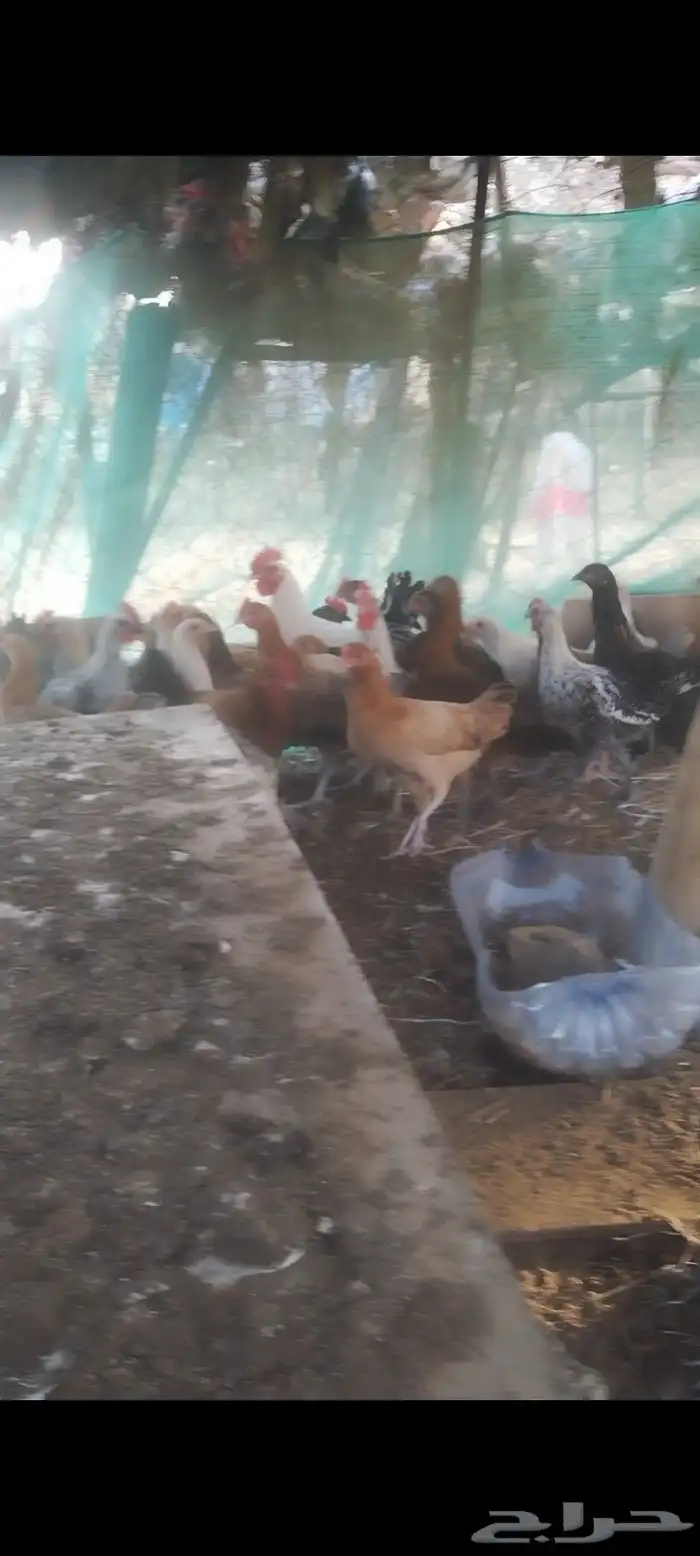 دجاج بوالدي 2