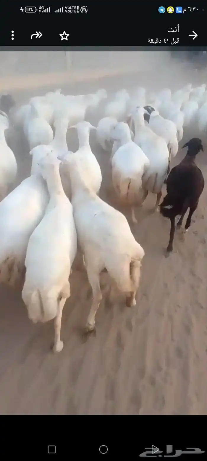 ضان رفيديات العدد 90 منهم 10 ولدت والباقي قرايب دفيع على شرط 5