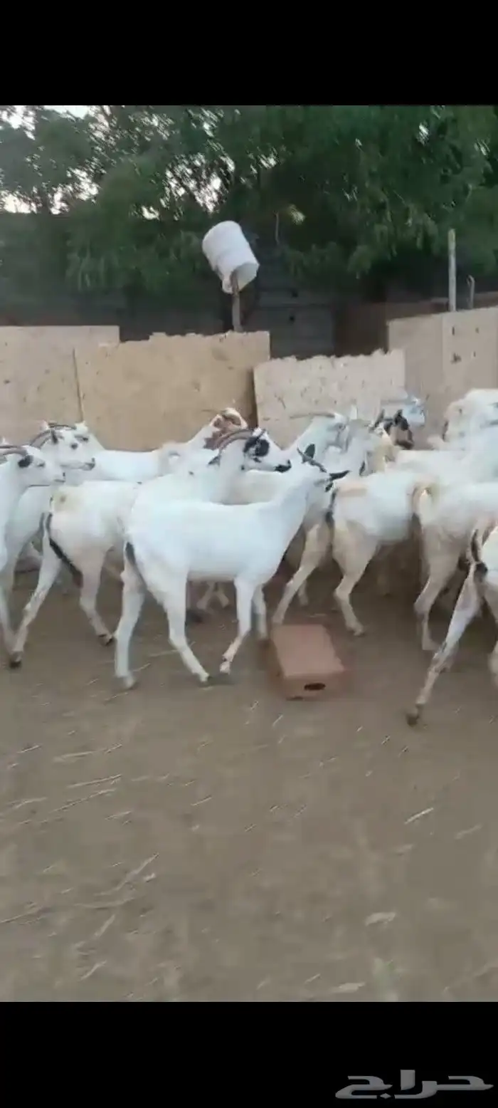غنم ماعز بلدي قرايب دفيع على شرط العدد 20 راس مراح واحد ماشا 5