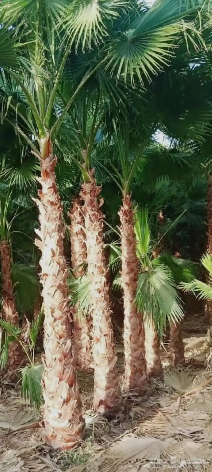 النخل واشنطونياء زينه للبيع 0