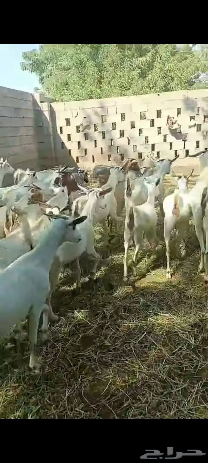 غنم ماعز بلدي قرايب دفيع على شرط العدد 20 راس مراح واحد ماشا 11