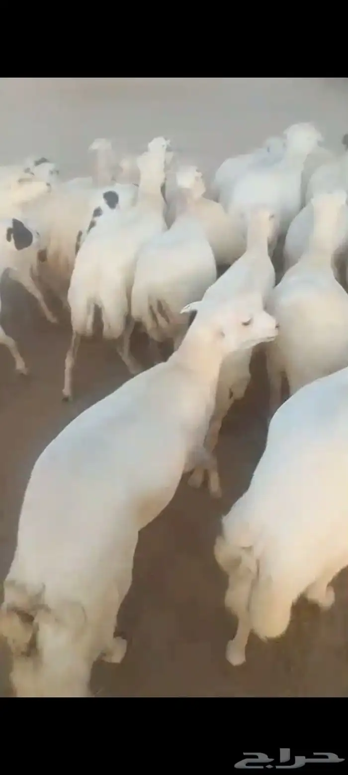 ضان رفيديات العدد 90 منهم 10 ولدت والباقي قرايب دفيع على شرط 6