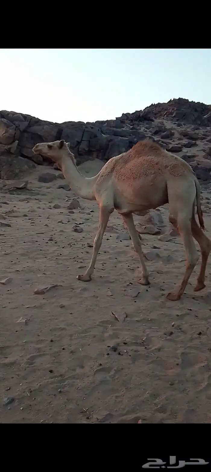 للبيع قعود 2