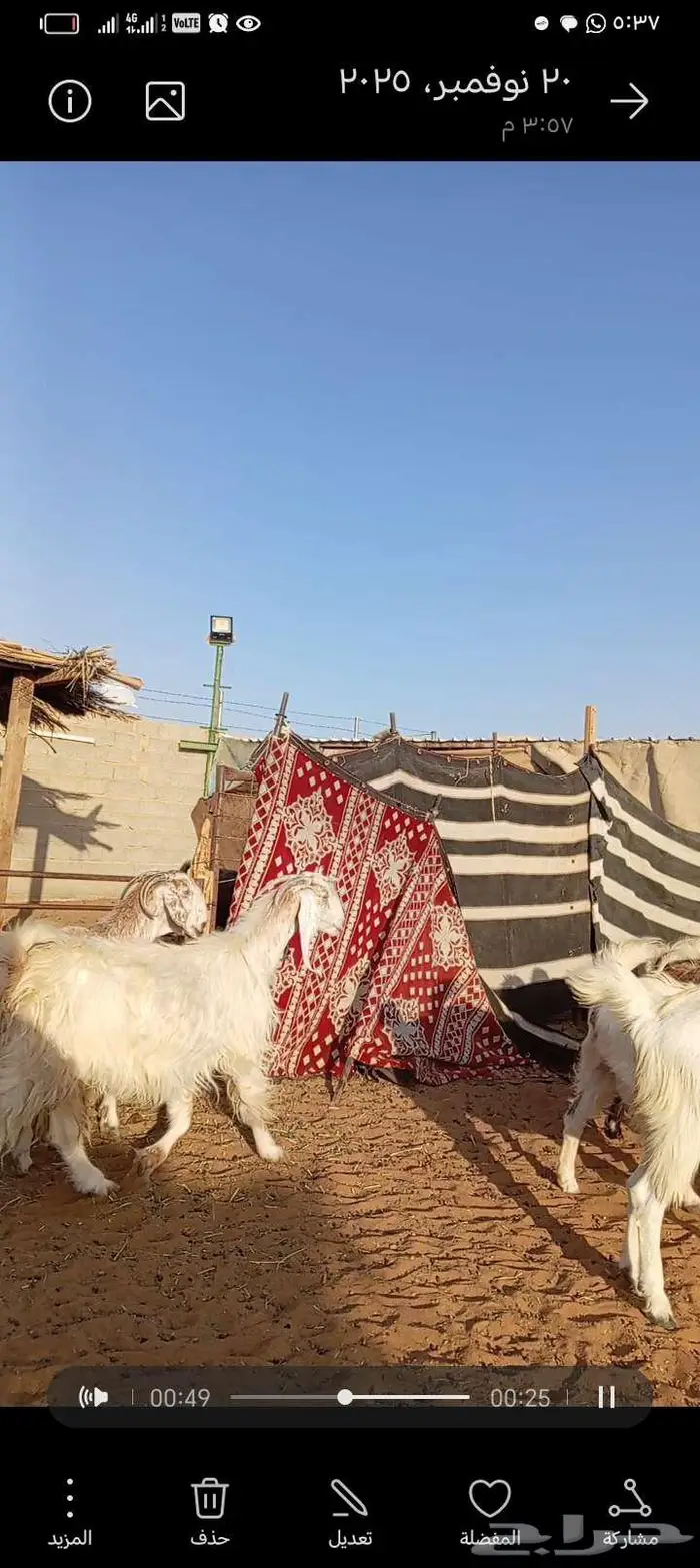 للبيع معزا مشاريك خصم جروم ناهي دفيع وغلبها حصيب فحص سونار 0