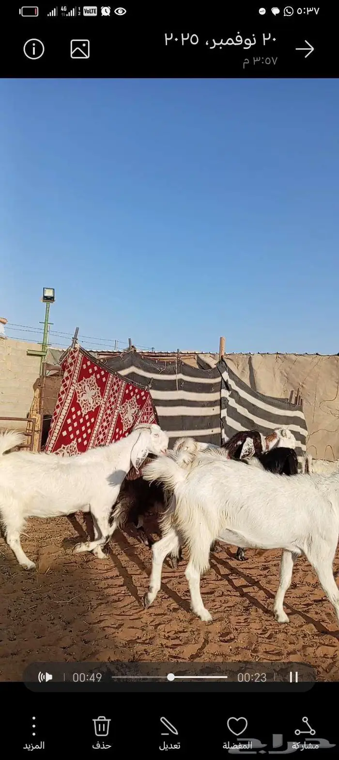 للبيع معزا مشاريك خصم جروم ناهي دفيع وغلبها حصيب فحص سونار 1