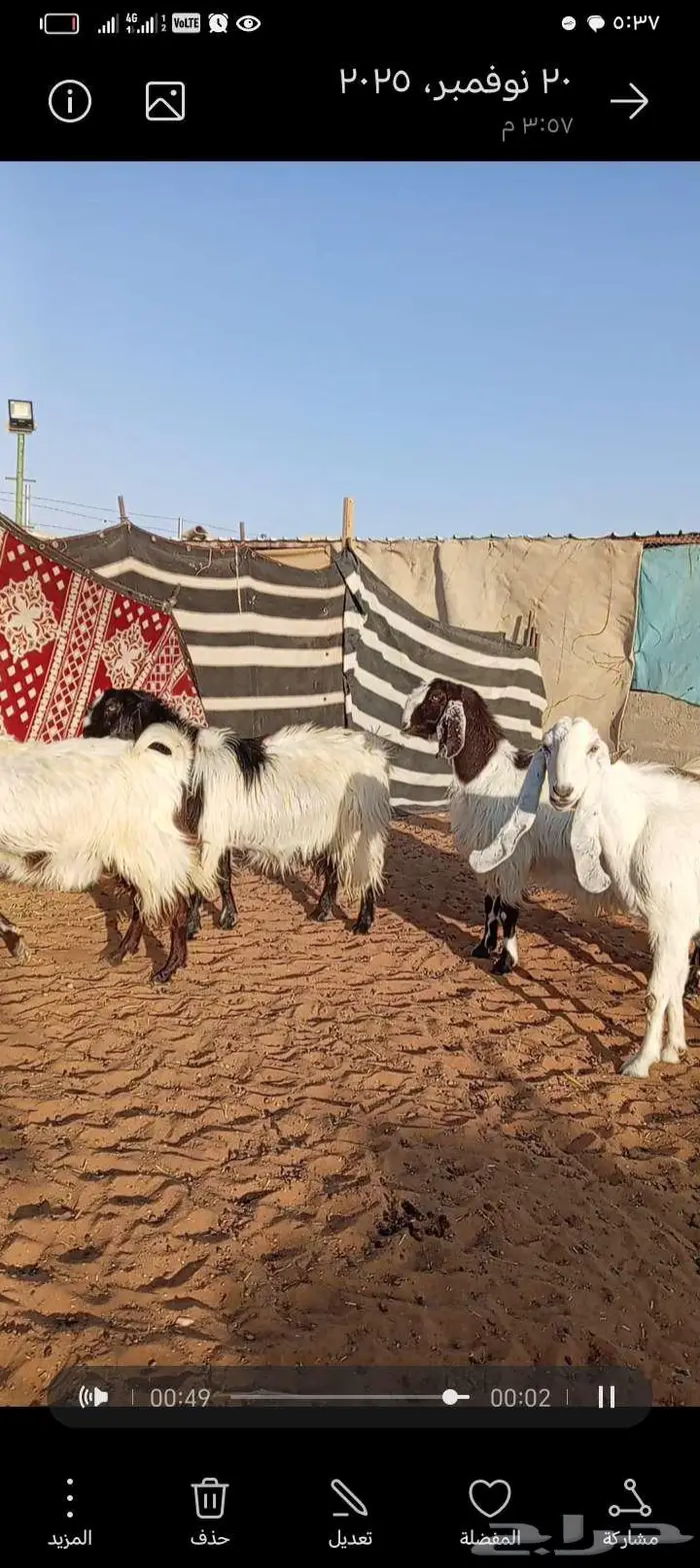 للبيع معزا مشاريك خصم جروم ناهي دفيع وغلبها حصيب فحص سونار 2
