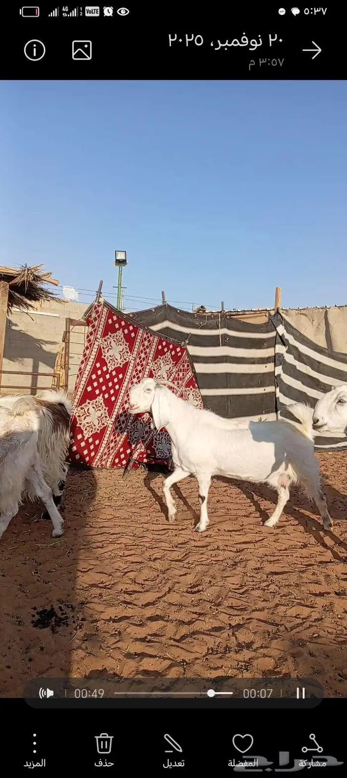 للبيع معزا مشاريك خصم جروم ناهي دفيع وغلبها حصيب فحص سونار 3